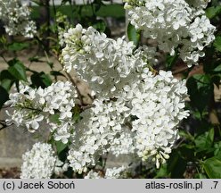 Syringa vulgaris Königin Luise