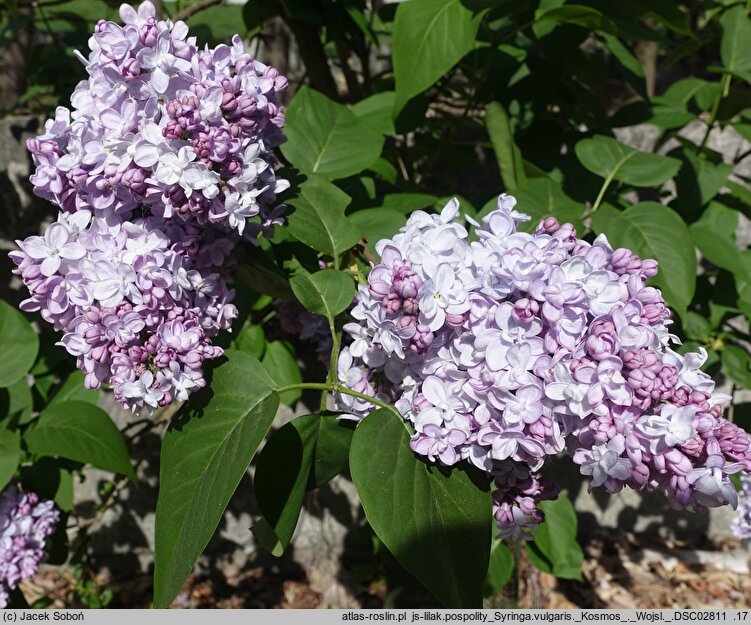 Syringa vulgaris Kosmos