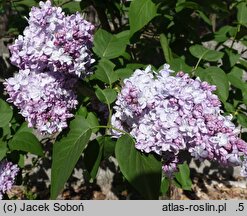 Syringa vulgaris Kosmos