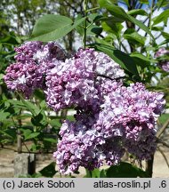 Syringa vulgaris Kosmos