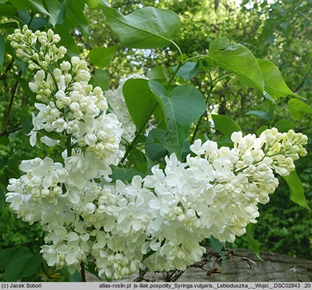 Syringa vulgaris Lebioduszka