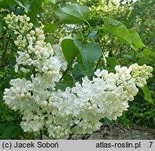 Syringa vulgaris Lebioduszka