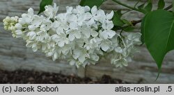 Syringa vulgaris Lebioduszka