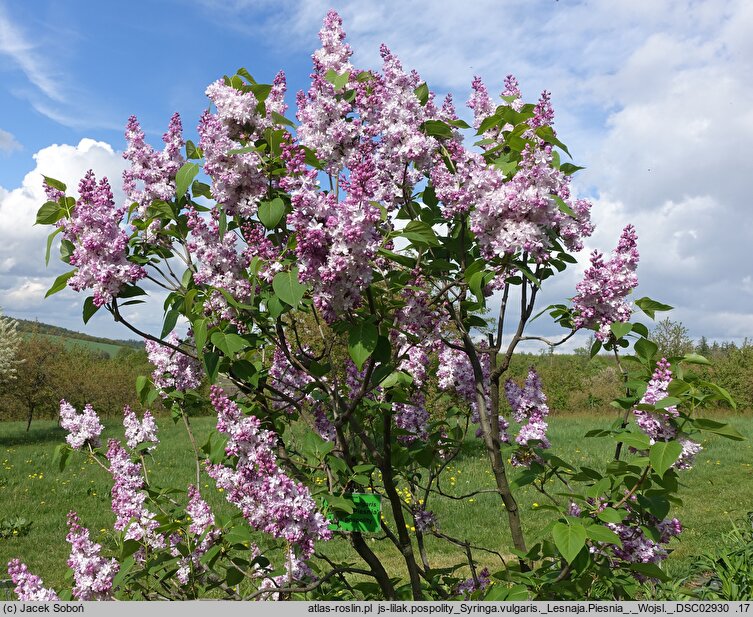 Syringa vulgaris Lesnaja Piesnia
