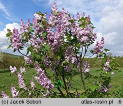 Syringa vulgaris Lesnaja Piesnia