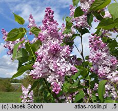 Syringa vulgaris Lesnaja Piesnia