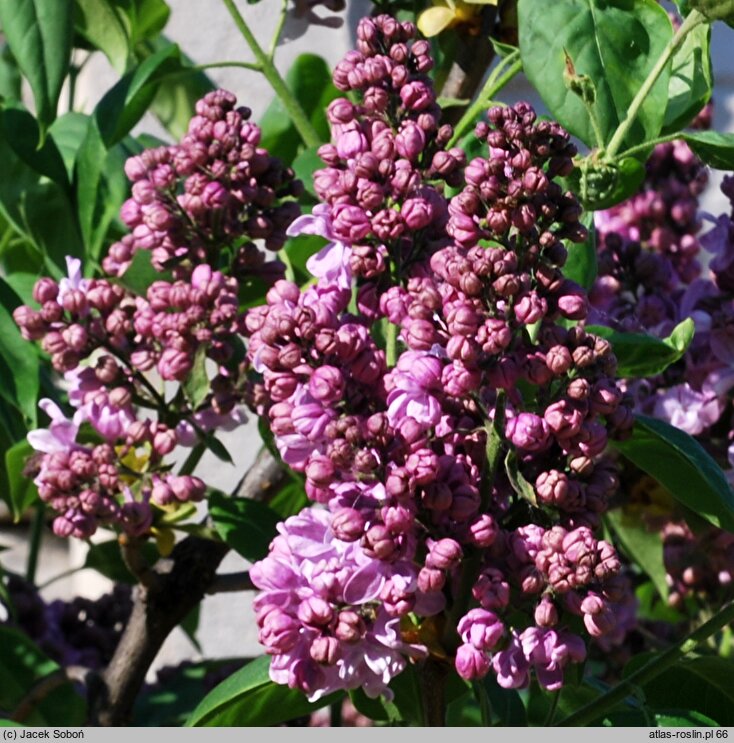 Syringa vulgaris Marechal Lannes