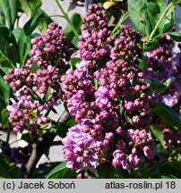 Syringa vulgaris Marechal Lannes