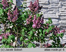 Syringa vulgaris Marechal Lannes