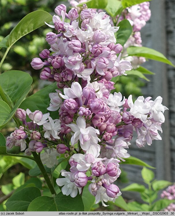 Syringa vulgaris Rose de Moscou