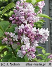 Syringa vulgaris Rose de Moscou