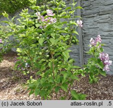 Syringa vulgaris Rose de Moscou