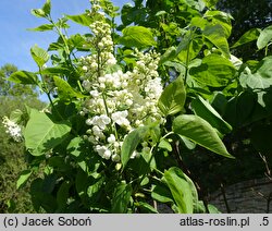 Syringa vulgaris Mme Felix