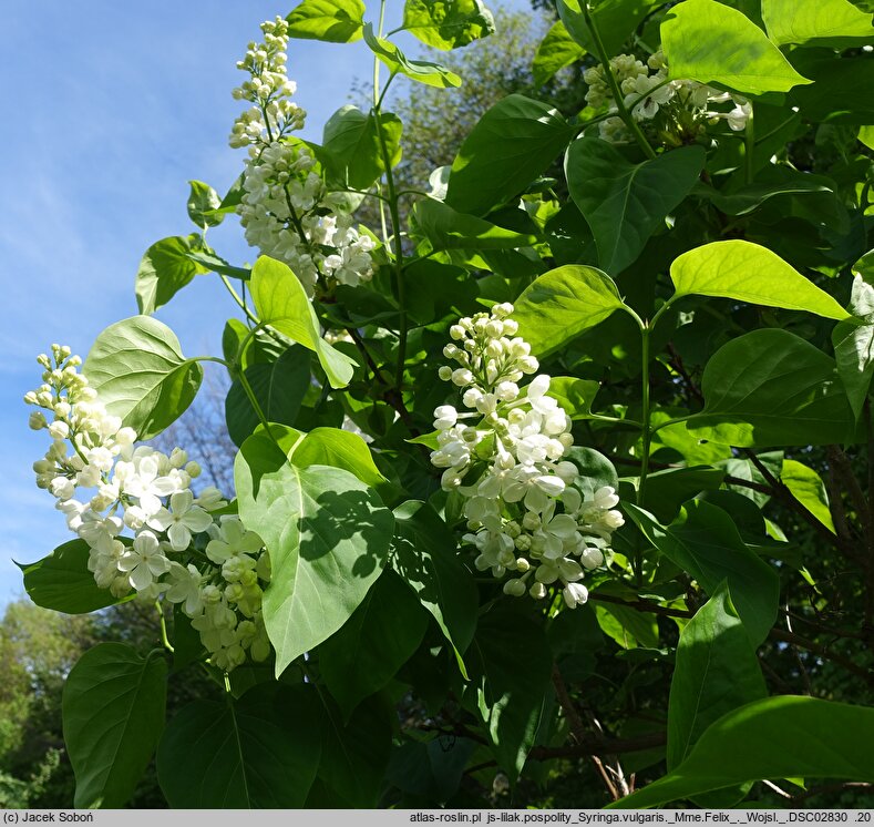 Syringa vulgaris Mme Felix