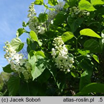 Syringa vulgaris Mme Felix