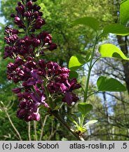 Syringa vulgaris Night