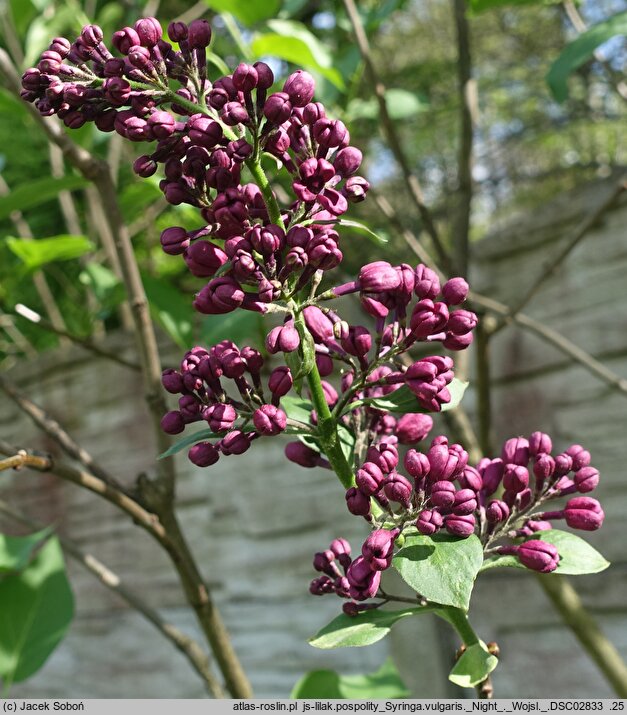 Syringa vulgaris Night