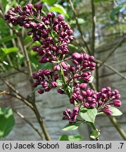 Syringa vulgaris Night