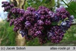 Syringa vulgaris Pamiat o Vaviłowie