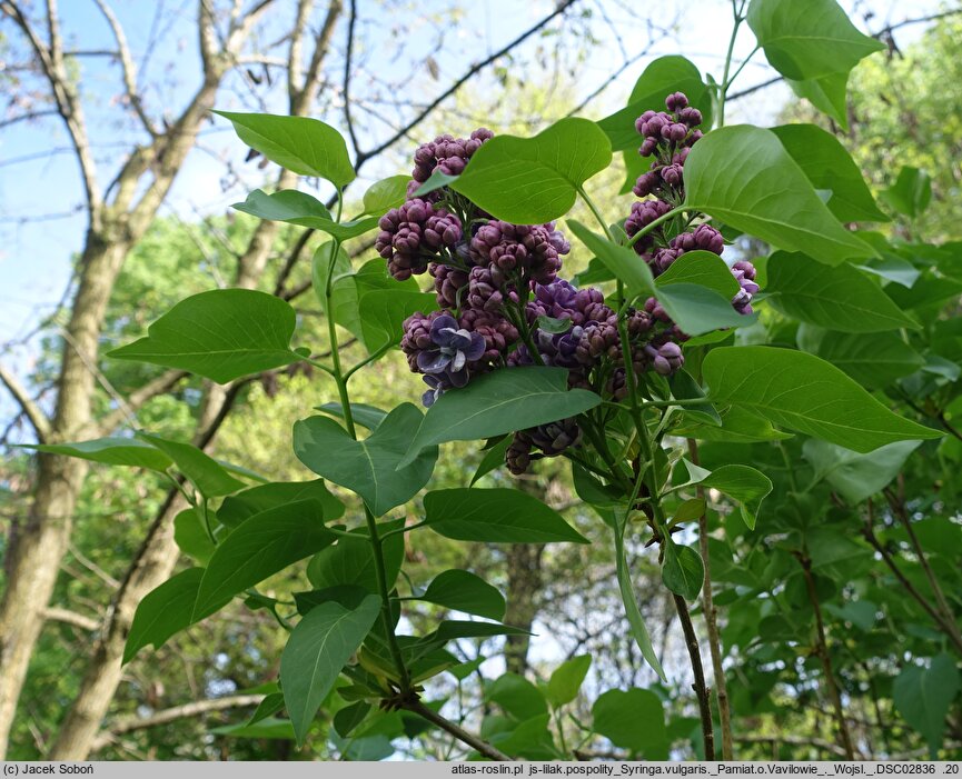 Syringa vulgaris Pamiat o Vaviłowie