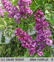 Syringa vulgaris Perle von Stuttgart