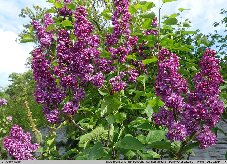 Syringa vulgaris Perle von Stuttgart