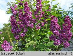 Syringa vulgaris Perle von Stuttgart