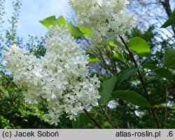 Syringa vulgaris White Swan