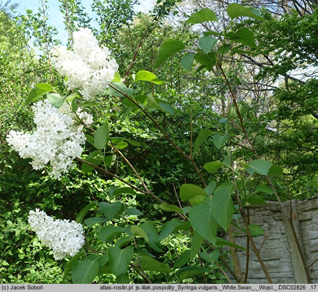 Syringa vulgaris White Swan