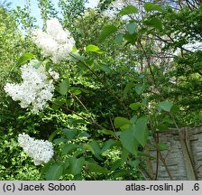 Syringa vulgaris White Swan