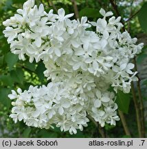 Syringa vulgaris White Swan