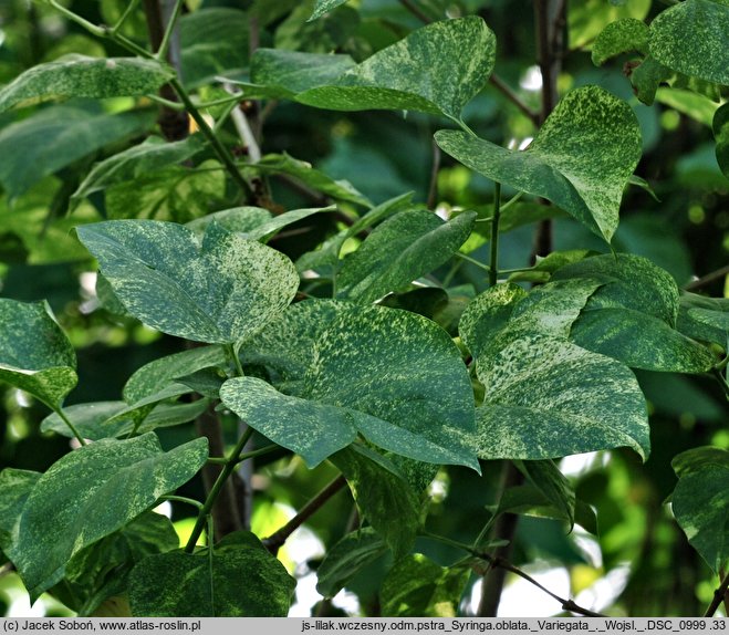 Syringa oblata Variegata