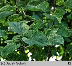 Syringa oblata Variegata