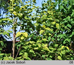 Syringa oblata Variegata