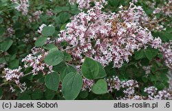 Syringa Baibelle