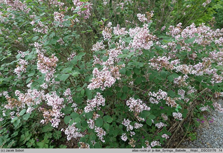 Syringa Baibelle