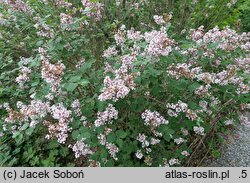 Syringa Baibelle