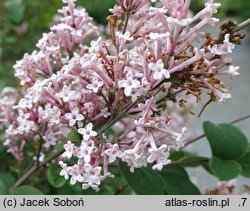 Syringa Baibelle