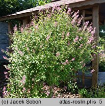 Syringa Pink Perfume