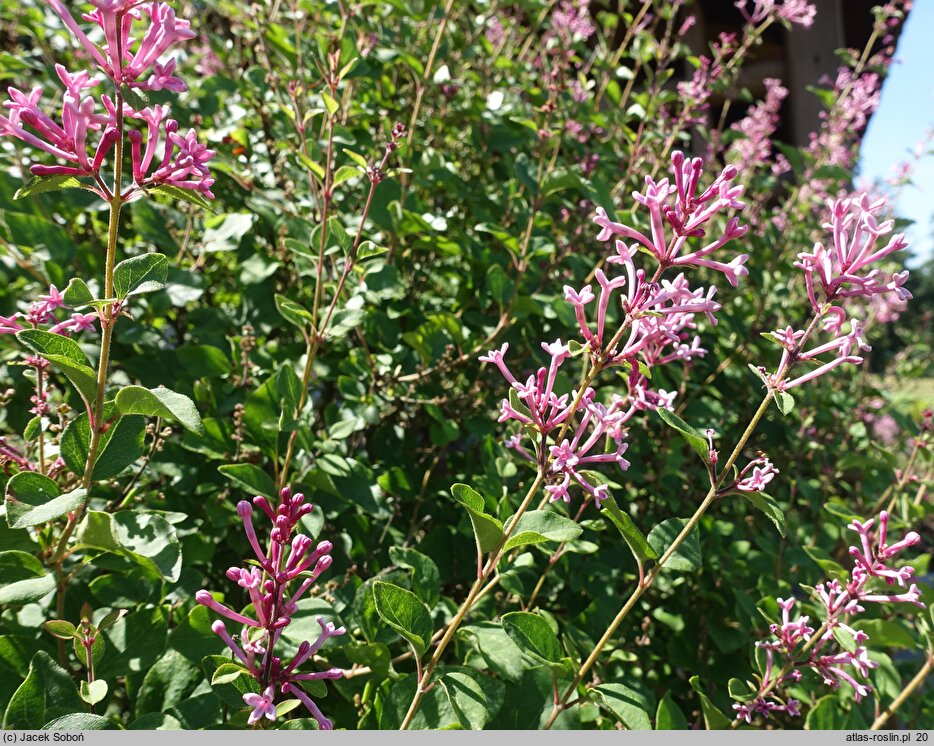 Syringa Pink Perfume