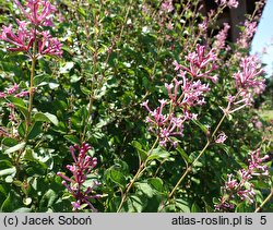 Syringa Pink Perfume