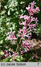 Syringa Pink Perfume