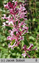 Syringa Pink Perfume