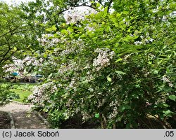 Syringa pubescens (lilak omszony)