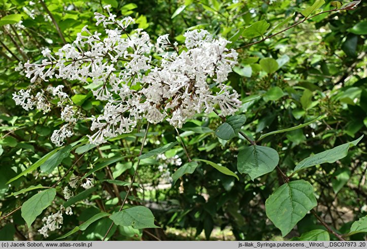 Syringa pubescens (lilak omszony)