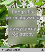 Syringa pubescens (lilak omszony)