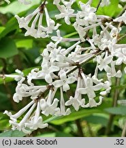 Syringa pubescens (lilak omszony)