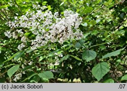 Syringa pubescens (lilak omszony)