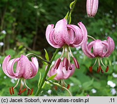 Lilium martagon (lilia złotogłów)