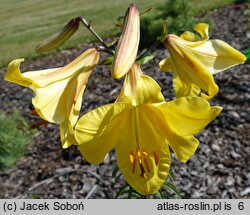 Lilium Bahama